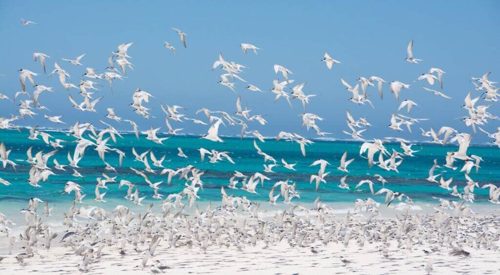 STEPHEN BUNGAY - 3 - Flock of Pigeons at the beach